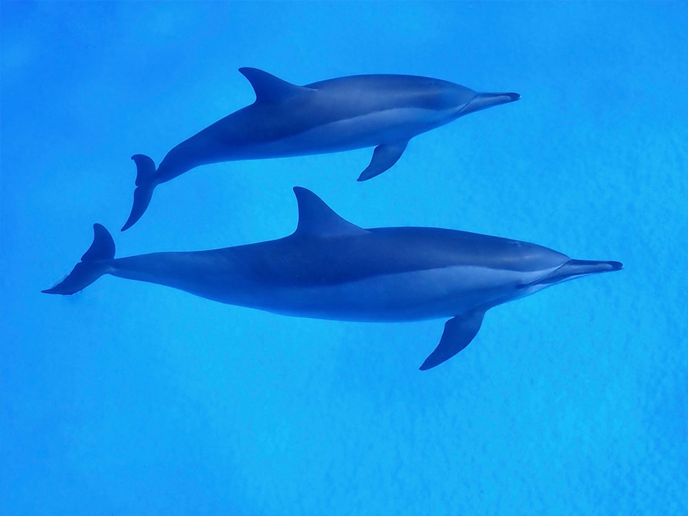 dolphine-min